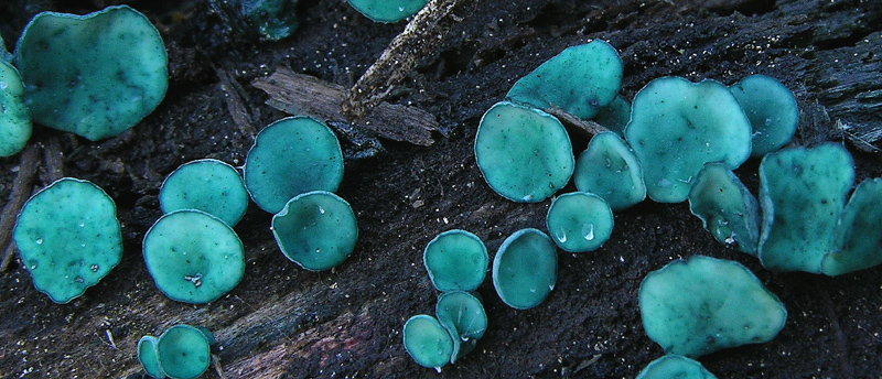 Chlorociboria aeruginascens (Nyl.) Kanouse ex C.S. Ramamurth